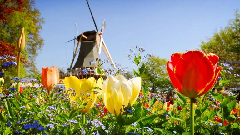 Titelbild für Tulpenblüte in Holland – Blumenkorso,  ein Meer aus Blumen und Farben